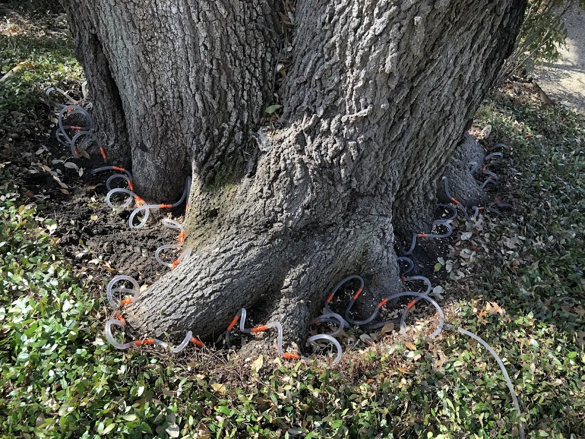 Detailed Tree Cabling and Bracing job site in Norway